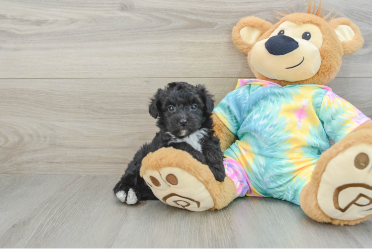 Meet Desmond - our Yorkie Poo Puppy Photo 1/3 - Puppy Love PR Best Yorkie Poo Baby