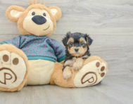 5 week old Yorkie Poo Puppy For Sale - Puppy Love PR