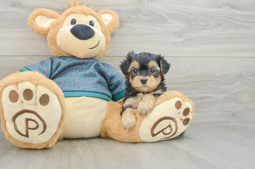 5 week old Yorkie Poo Puppy For Sale - Puppy Love PR