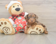 7 week old Yorkie Poo Puppy For Sale - Puppy Love PR