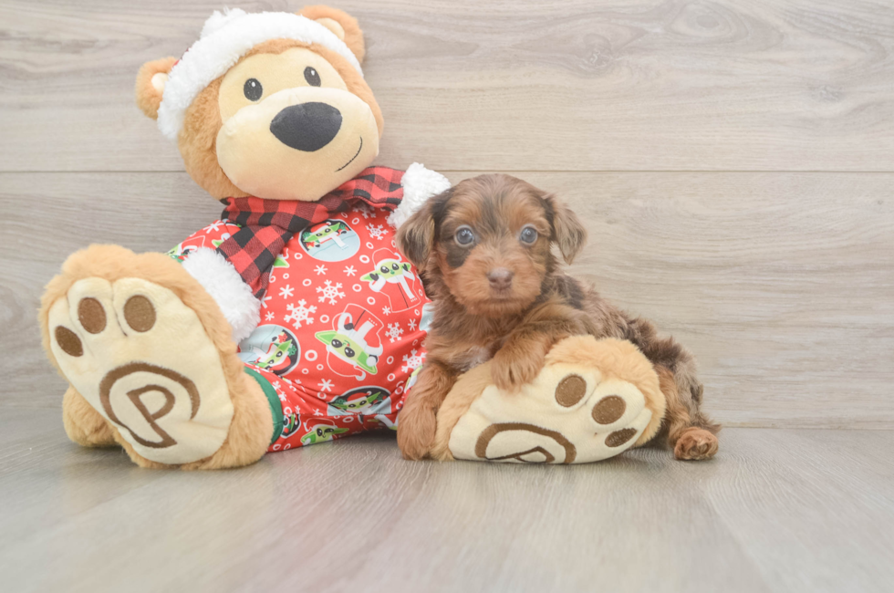 5 week old Yorkie Poo Puppy For Sale - Puppy Love PR