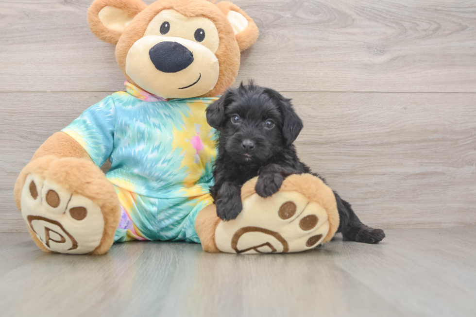 Yorkie Poo Pup Being Cute
