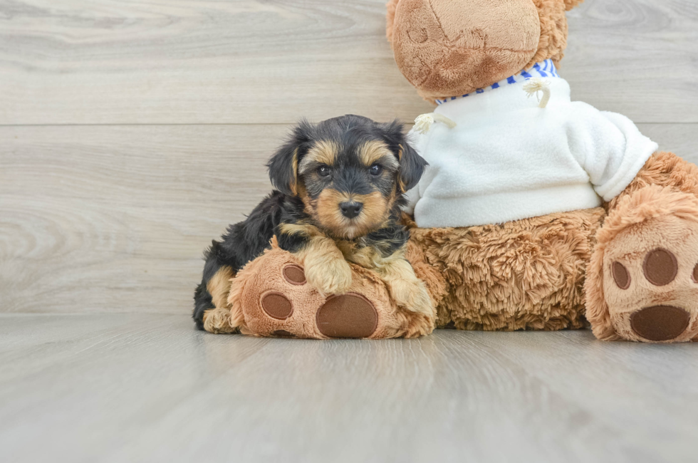 7 week old Yorkie Poo Puppy For Sale - Puppy Love PR