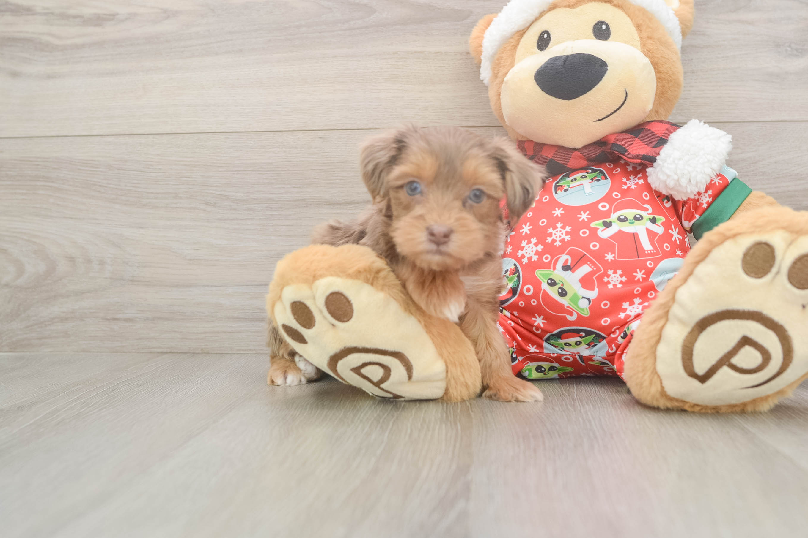 Little Yorkie Poodle Mix Poodle Mix Puppy