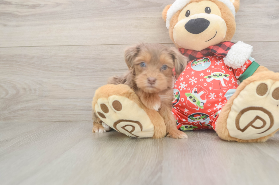 5 week old Yorkie Poo Puppy For Sale - Puppy Love PR