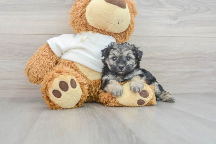 Meet Diego - our Yorkie Poo Puppy Photo 1/3 - Puppy Love PR Petite Yorkie Poo Poodle Mix Pup