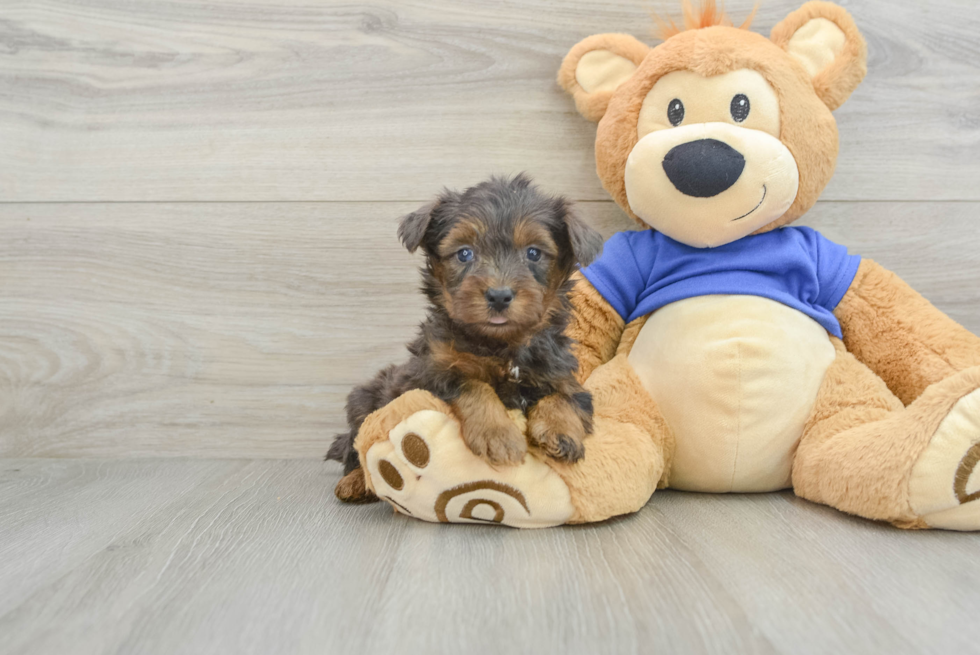 Little Yorkie Poodle Mix Poodle Mix Puppy