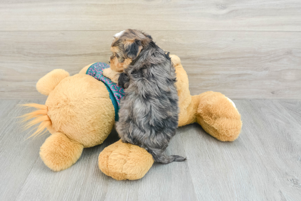 Sweet Yorkie Poo Baby