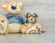 8 week old Yorkie Poo Puppy For Sale - Puppy Love PR