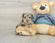 5 week old Yorkie Poo Puppy For Sale - Puppy Love PR