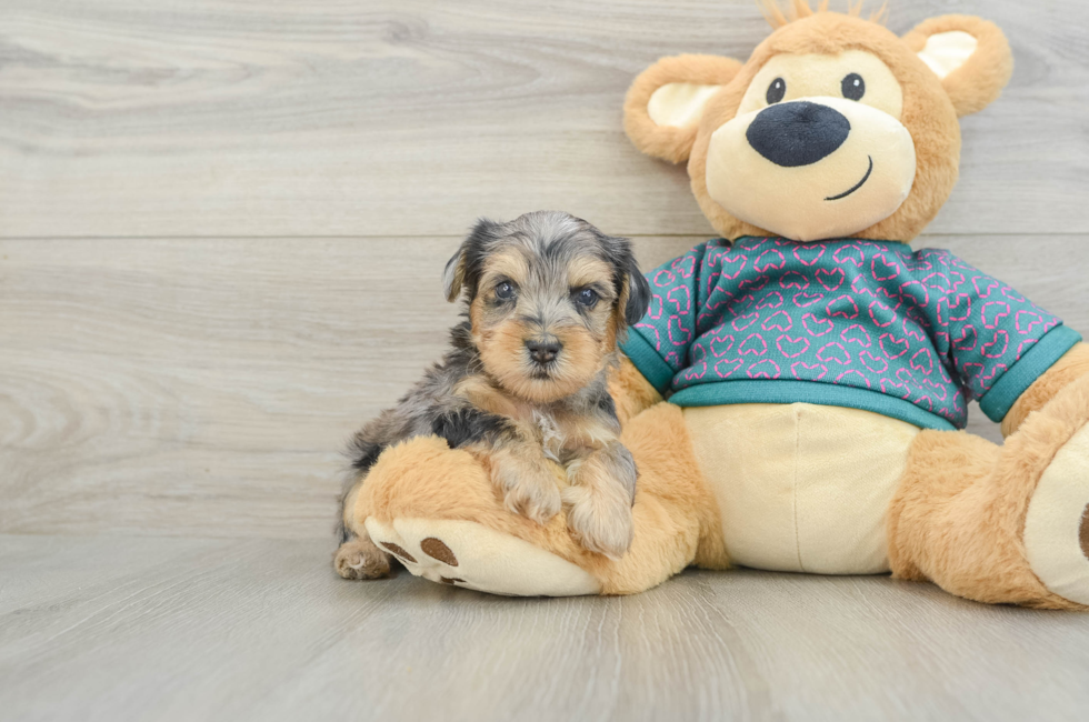 5 week old Yorkie Poo Puppy For Sale - Puppy Love PR