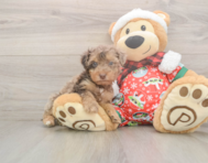 7 week old Yorkie Poo Puppy For Sale - Puppy Love PR
