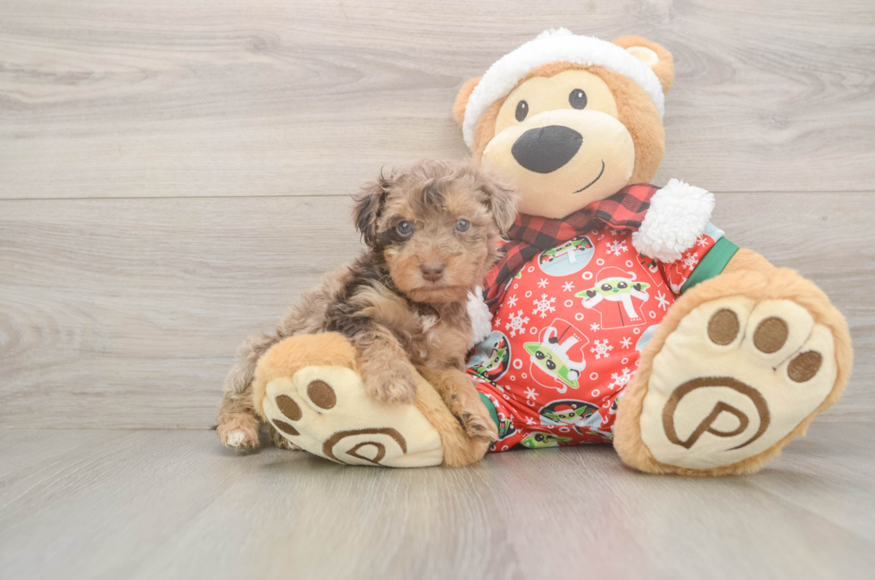 5 week old Yorkie Poo Puppy For Sale - Puppy Love PR
