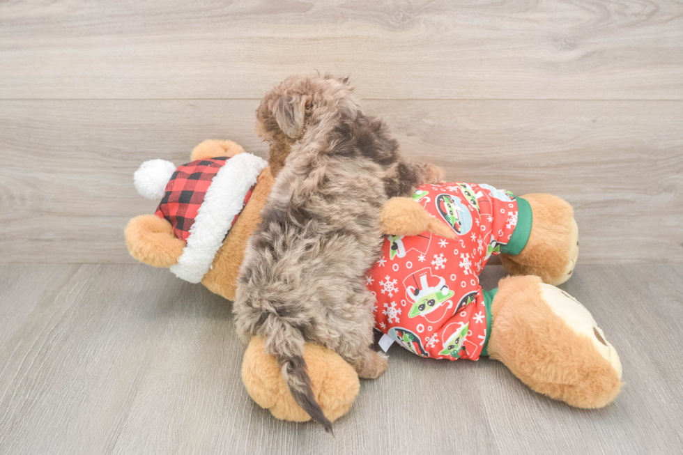 Yorkie Poo Pup Being Cute