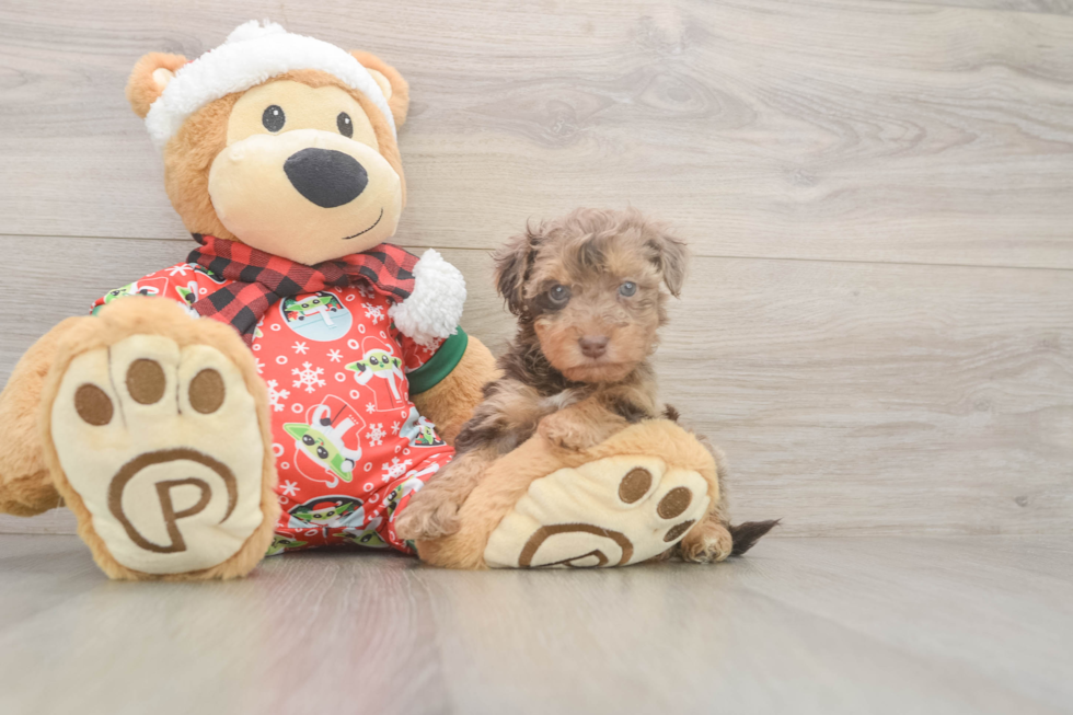 Petite Yorkie Poo Poodle Mix Pup