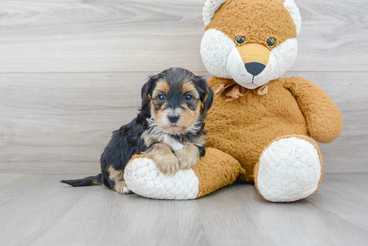 Meet Diego - our Yorkie Poo Puppy Photo 1/3 - Puppy Love PR Best Yorkie Poo Baby
