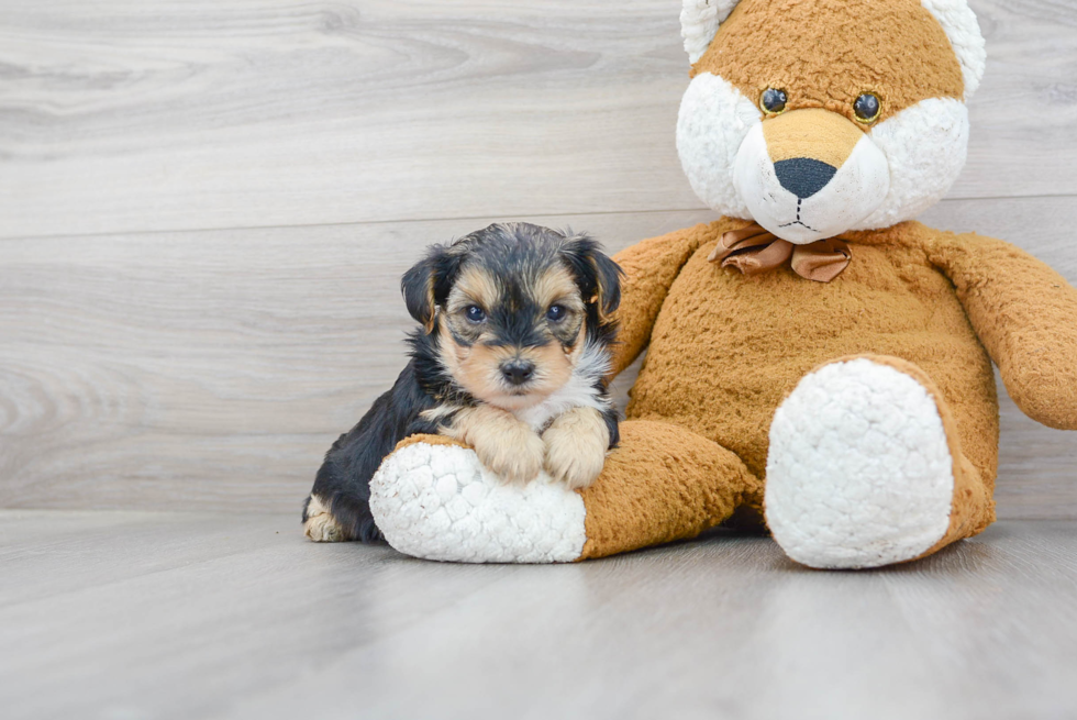 Yorkie Poo Puppy for Adoption