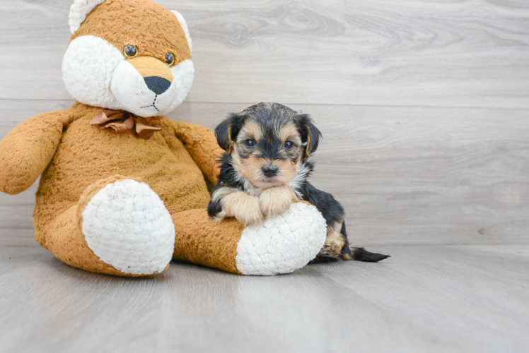 Cute Yorkie Poo Baby