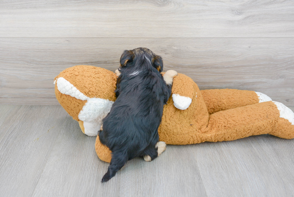 Cute Yorkie Poo Poodle Mix Pup