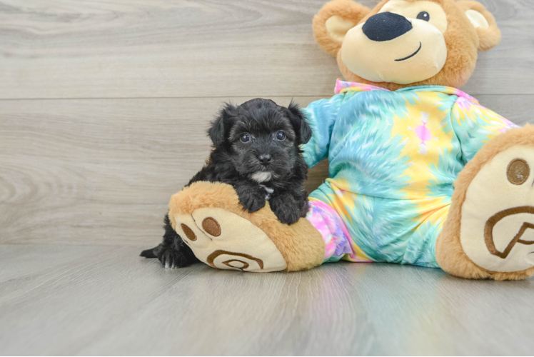 Meet Donovan - our Yorkie Poo Puppy Photo 1/3 - Puppy Love PR Yorkie Poo Pup Being Cute