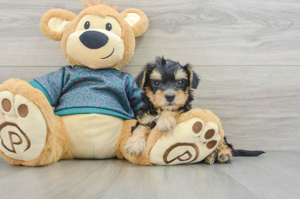 7 week old Yorkie Poo Puppy For Sale - Puppy Love PR