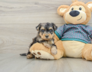 5 week old Yorkie Poo Puppy For Sale - Puppy Love PR