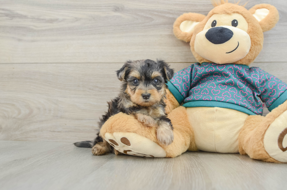 5 week old Yorkie Poo Puppy For Sale - Puppy Love PR