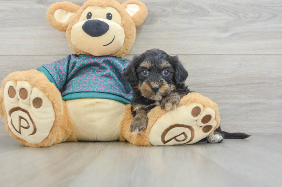 6 week old Yorkie Poo Puppy For Sale - Puppy Love PR