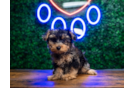 Cute Yorkiedoodle Poodle Mix Puppy
