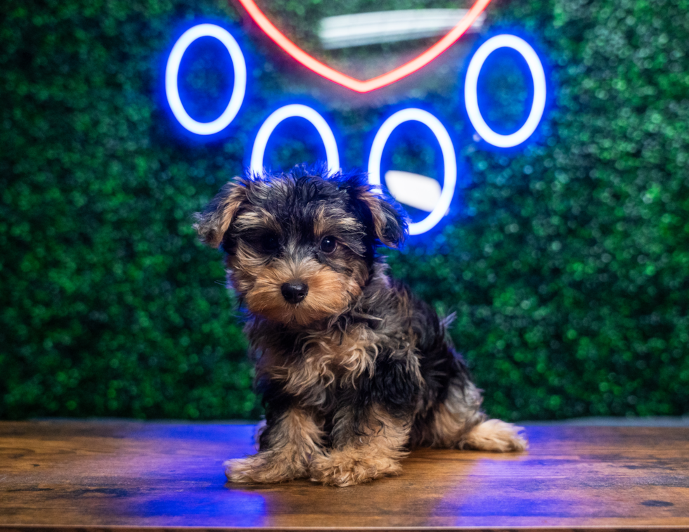 Cute Yorkiedoodle Poodle Mix Puppy