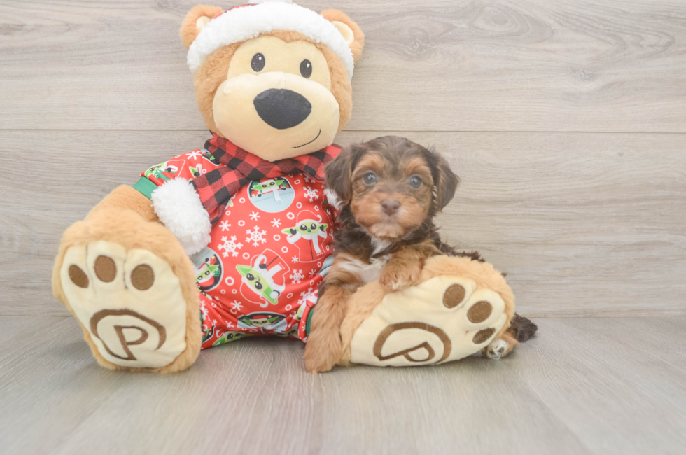 5 week old Yorkie Poo Puppy For Sale - Puppy Love PR