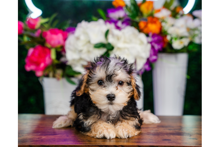Cute Yorkie Poo Baby