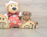 7 week old Yorkie Poo Puppy For Sale - Puppy Love PR