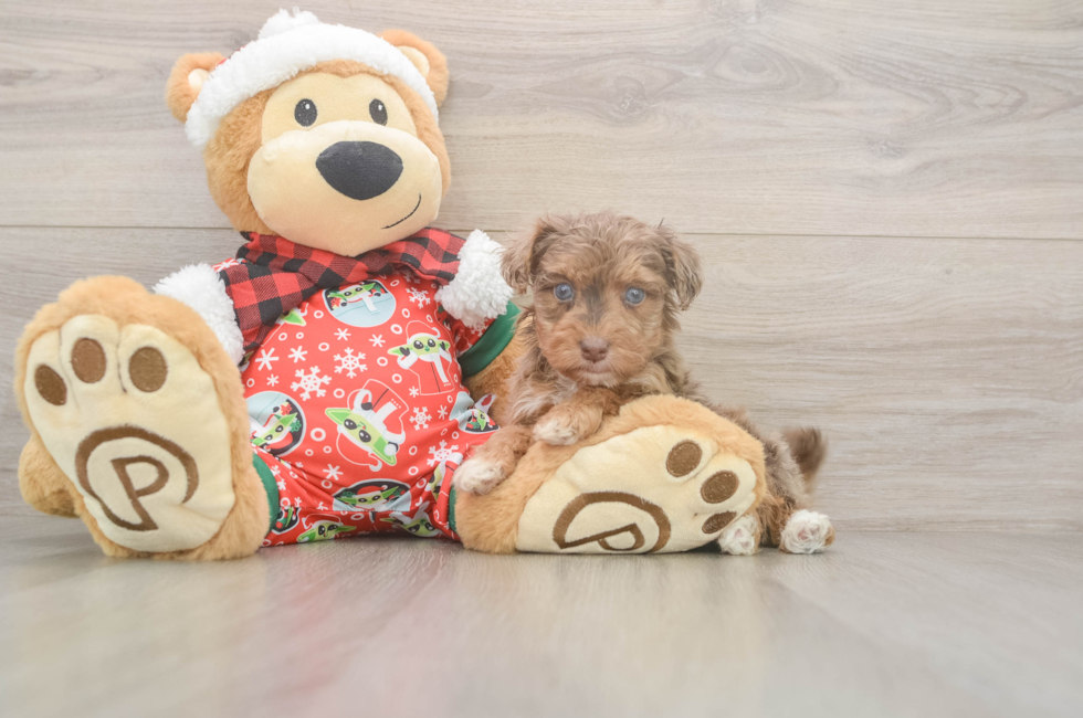 5 week old Yorkie Poo Puppy For Sale - Puppy Love PR