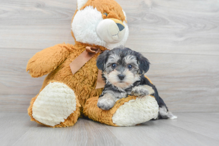 Cute Yorkie Poo Baby