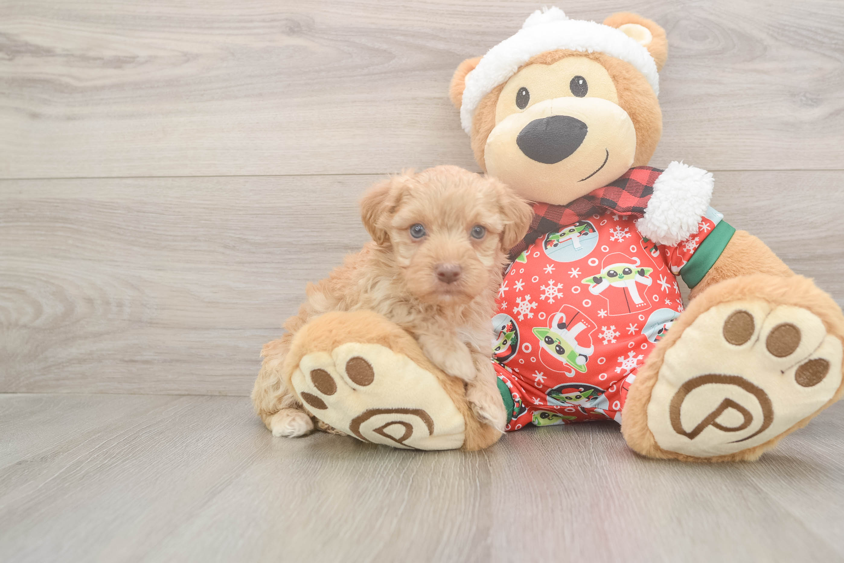 Yorkie Poo Pup Being Cute