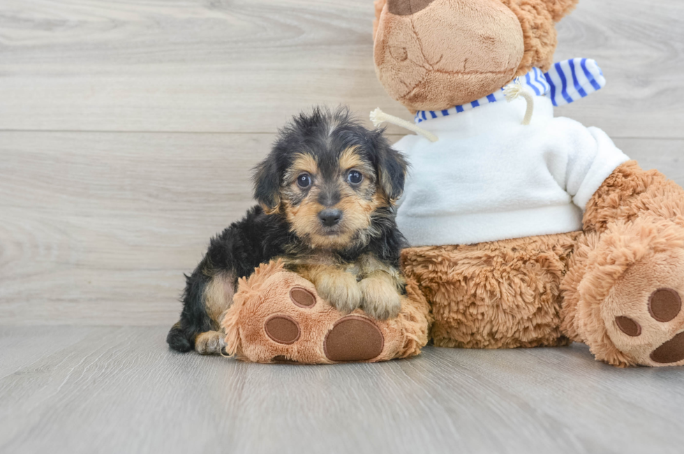 8 week old Yorkie Poo Puppy For Sale - Puppy Love PR