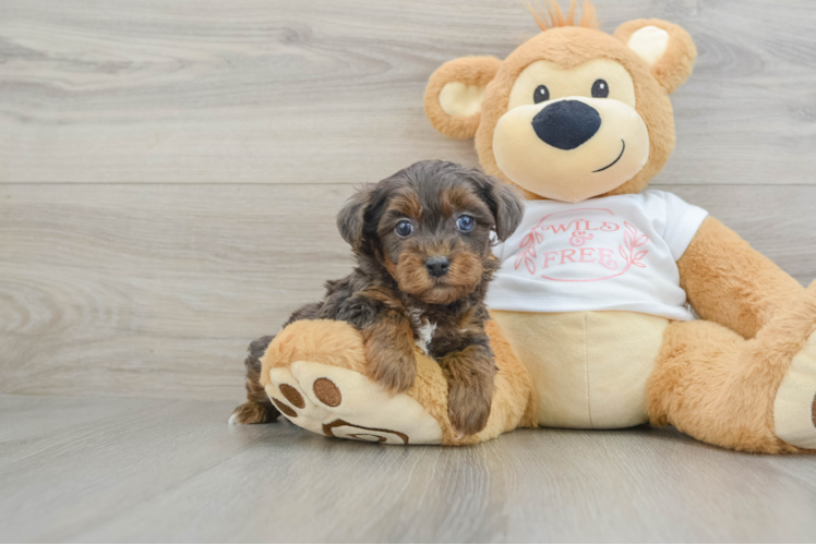 Cute Yorkie Poo Baby