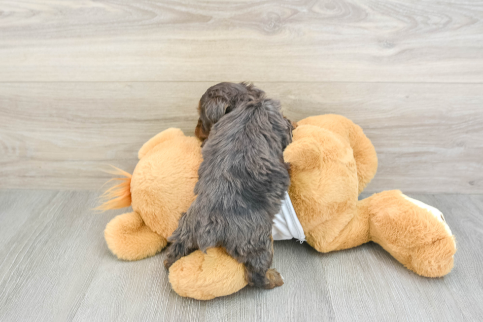 Adorable Yorkiedoodle Poodle Mix Puppy