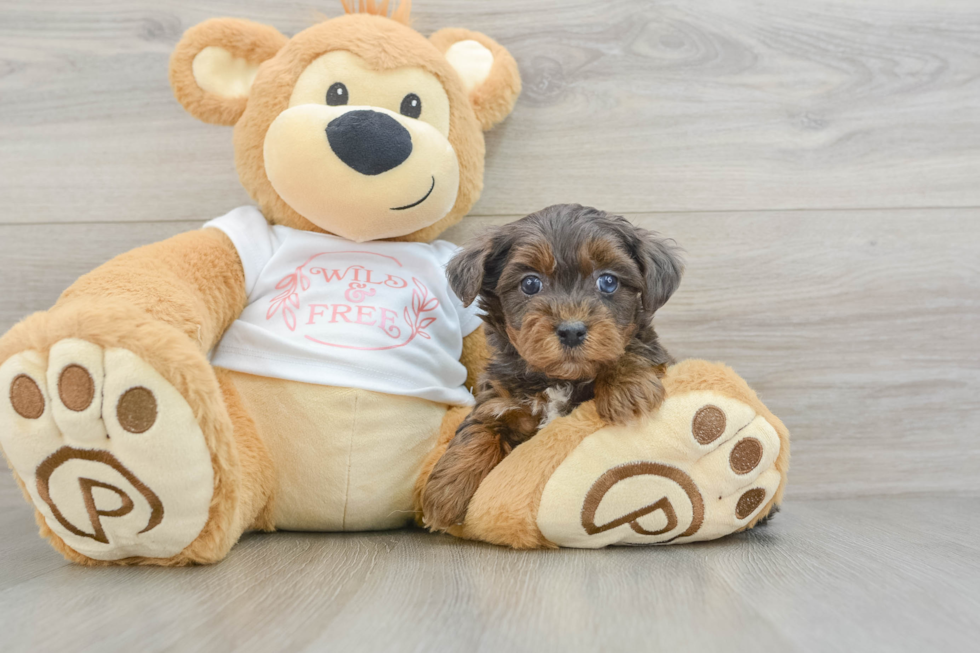 Best Yorkie Poo Baby
