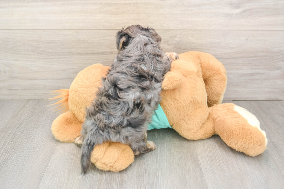 Yorkie Poo Pup Being Cute