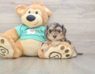 8 week old Yorkie Poo Puppy For Sale - Puppy Love PR