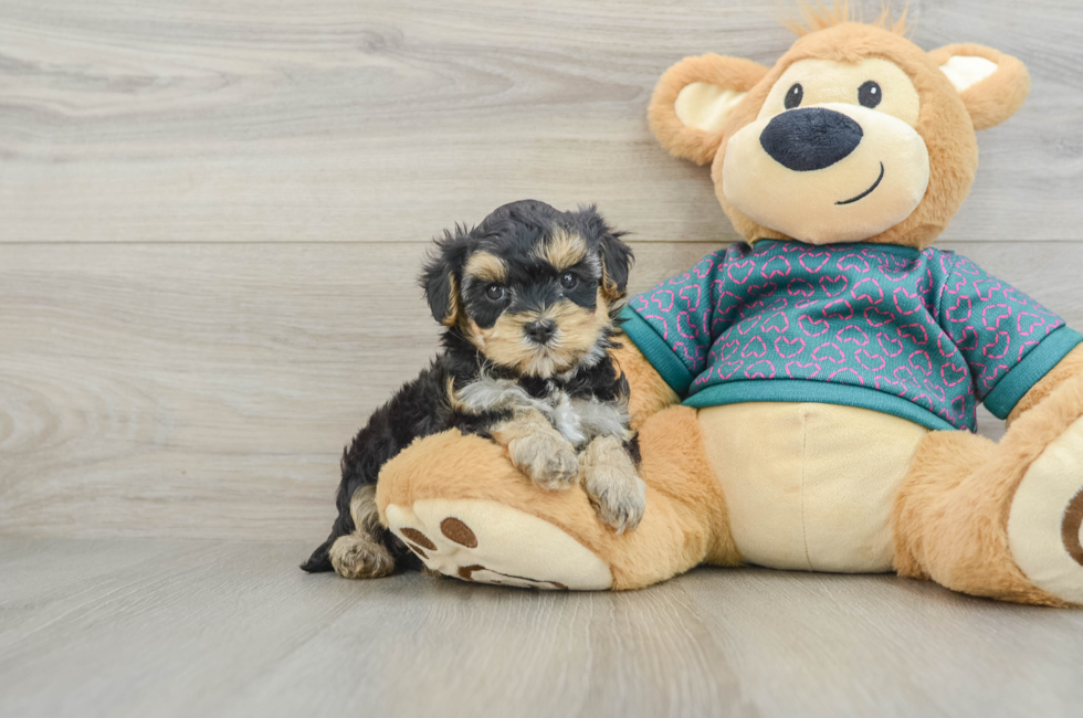6 week old Yorkie Poo Puppy For Sale - Puppy Love PR