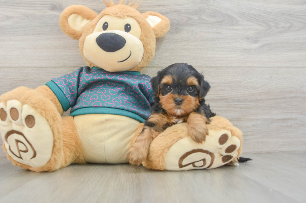 5 week old Yorkie Poo Puppy For Sale - Puppy Love PR