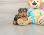 8 week old Yorkie Poo Puppy For Sale - Puppy Love PR