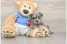 Hypoallergenic Yorkie Doodle Poodle Mix Puppy