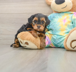 6 week old Yorkie Poo Puppy For Sale - Puppy Love PR
