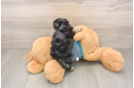 Yorkie Poo Pup Being Cute