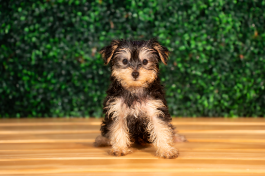 Best Yorkie Poo Baby
