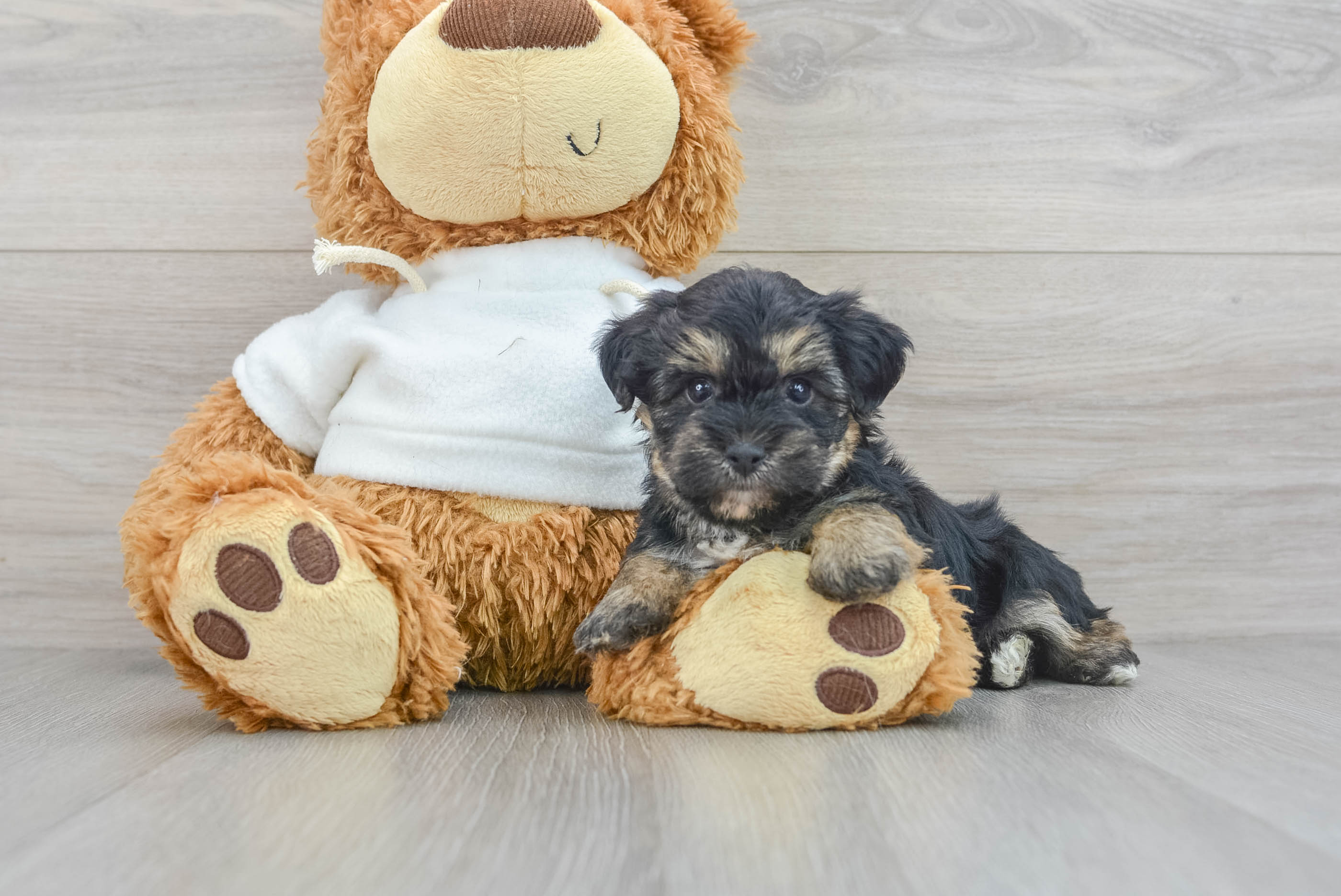 Yorkie poo 2025 stuffed animal